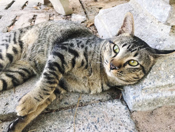 Portrait of cat relaxing on rock