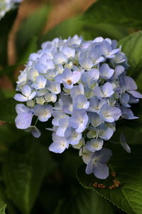 Close-up of purple flowering plant