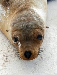 Portrait of young sea lion on sand in galapagos islands