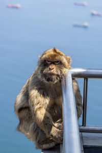 Monkey sitting on railing against water