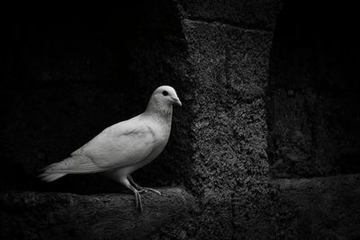 Bird perching on wall