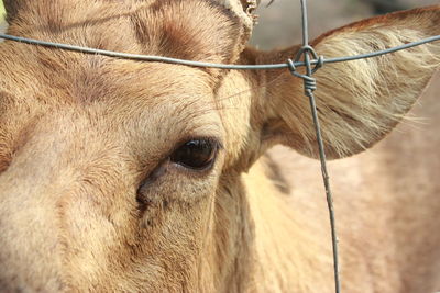 Close-up of a horse