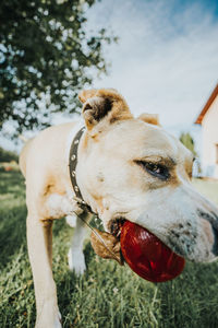 Dog with red ball playing on grassy field