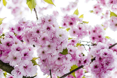 Low angle view of pink flowers on tree