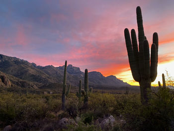 Saguaro cactus plants growing on land against sky and mountains during sunset