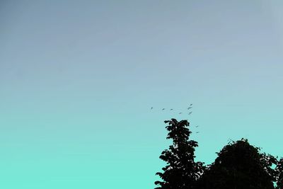 Low angle view of silhouette birds flying against clear blue sky