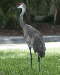 Close-up of heron on field