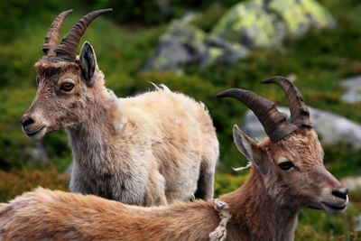 Ibex on field