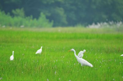 White birds on grassy field