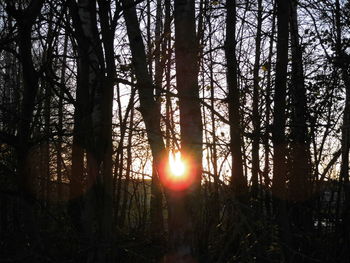 Silhouette trees in forest during sunset