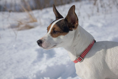 Side profile of a young female jack russell terrier dog outdoors in the snow on a sunny winter day