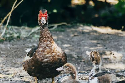 Close-up of duck and two ducklings