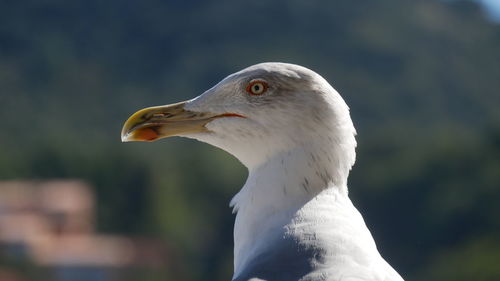 Close-up of seagull 