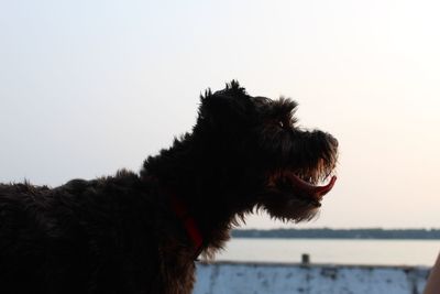 View of a dog looking away against sky