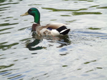 Duck swimming in lake