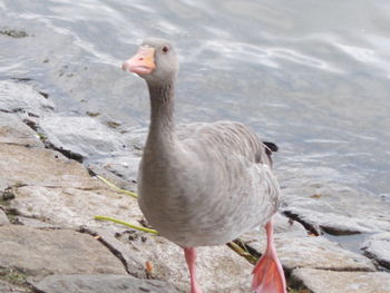 High angle view of duck