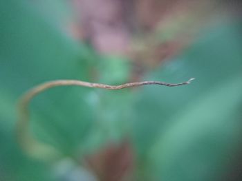 Close-up of plant