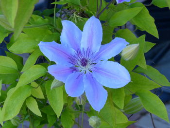 Close-up of purple flower