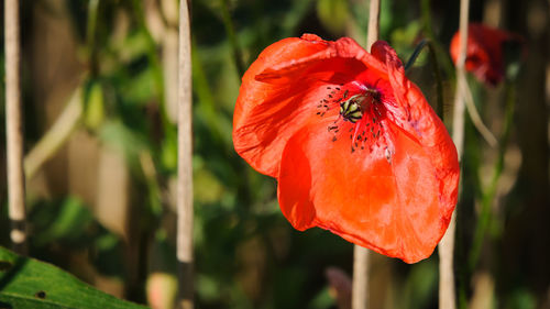 Close-up of red poppy flower