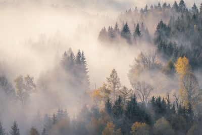 Trees in forest during foggy weather