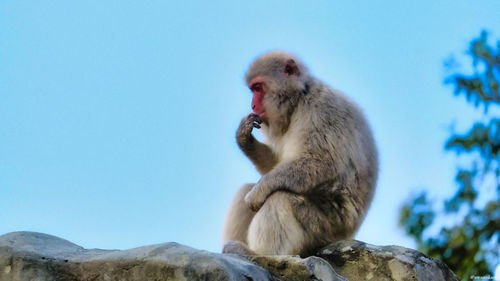 Monkey sitting on rock against sky