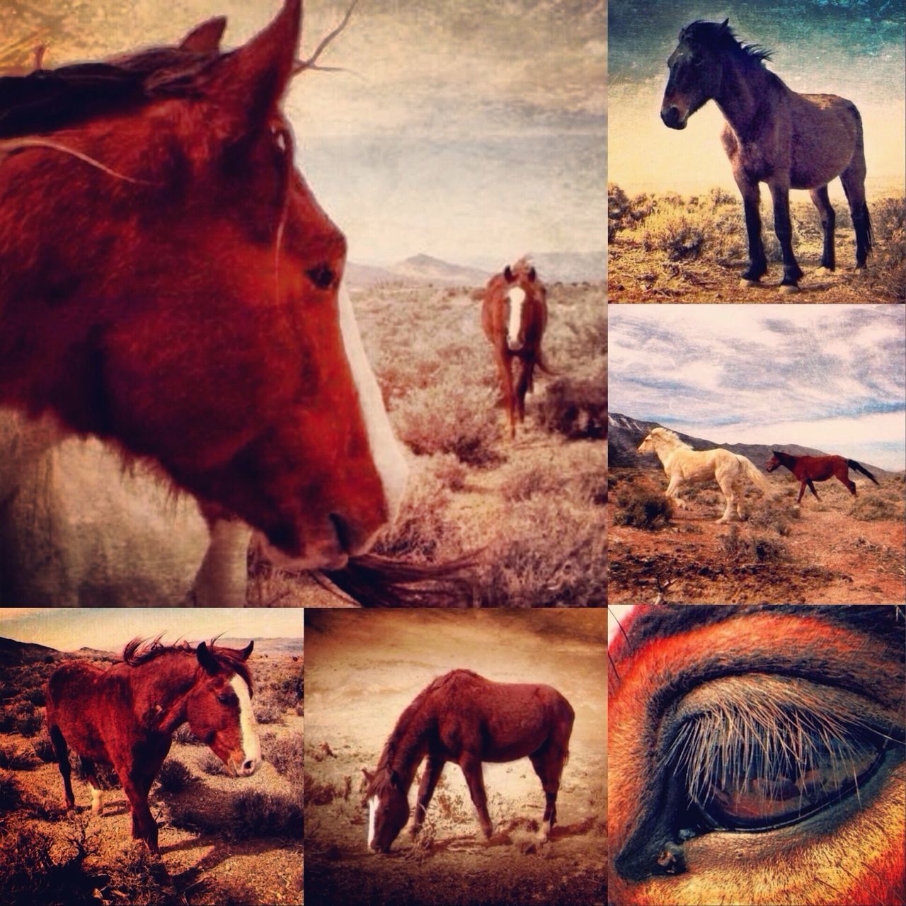 VIEW OF HORSES IN FIELD