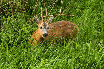 Portrait of deer