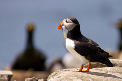 Close-up of bird perching on rock