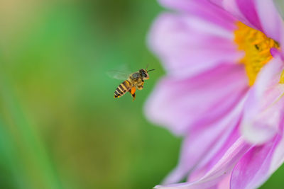 Close-up of bee pollinating on pink flower