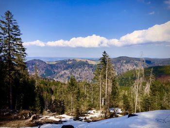 Pine trees on snow covered land against sky