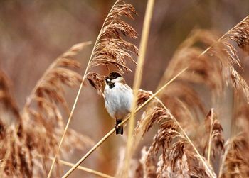 Close-up of bird perching on a field