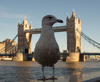 Seagulls on bridge over river in city