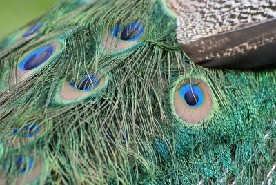High angle view of peacock feathers