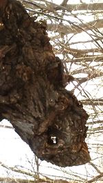 Close-up of tree trunk against sky