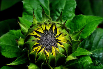 Close-up of yellow flowering plant