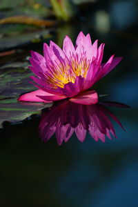 Close-up of pink water lily in lake