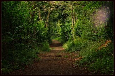 Narrow pathway along trees in forest