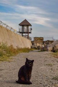 Portrait of a cat sitting on a building