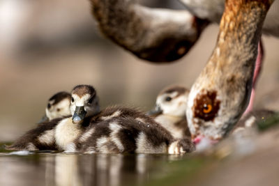 Close-up of ducklings