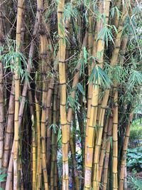View of bamboo trees in forest
