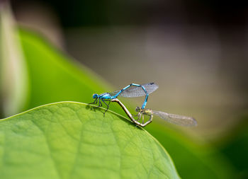 Close-up of damselfly on leaf