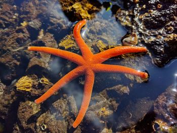 Close-up of orange underwater