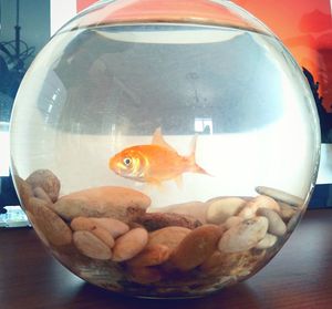 Close-up of fish swimming in tank