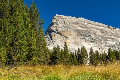 Low angle view of trees on mountain against sky