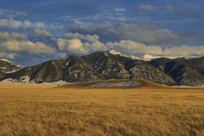 Antelope roaming a field in front of the madison mountain range