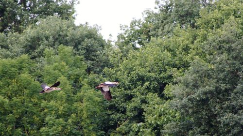 Birds flying in a forest