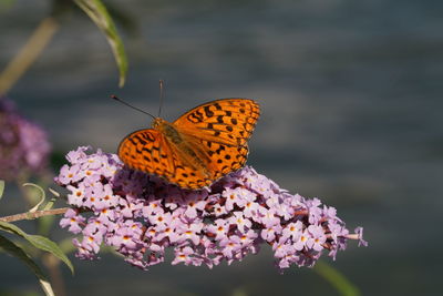 Close-up of butterfly pollinating on flower