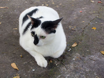 High angle view of white cat on street
