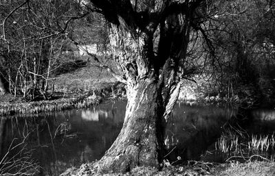 Bare tree by lake in forest