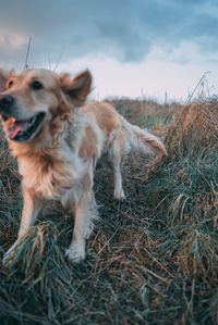 Dog looking away on field